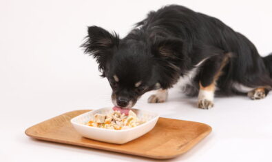 犬のてんかんにおすすめな食事とは？|栄養素や食事について解説