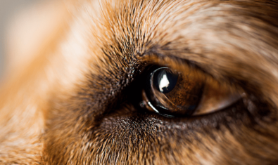 愛犬の視力はもともと悪いの？特徴・優れた点・対処法について解説
