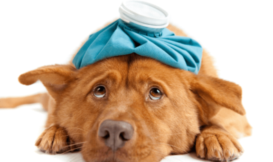 犬の下痢の原因とは？原因・病気・対処法について解説