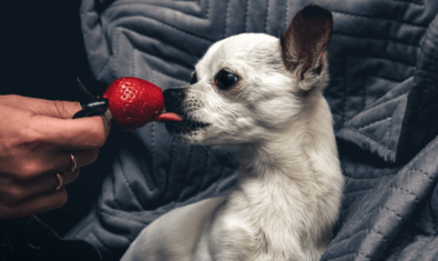 犬はいちごを食べても平気？あげる際のポイントについての解説
