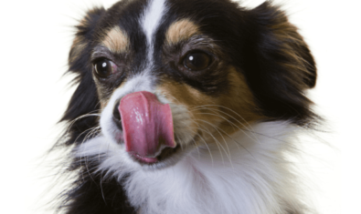 犬がペロペロ舐める理由とは？止まらない原因・意味について解説