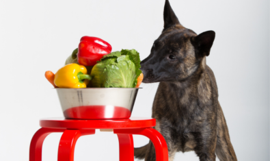 犬はキャベツを食べても平気？あげる際のポイントについて解説