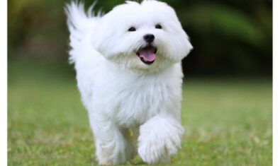 【2024年版】千葉で人気のおすすめドッグラン24選!NEWオープンドッグランもご紹介!