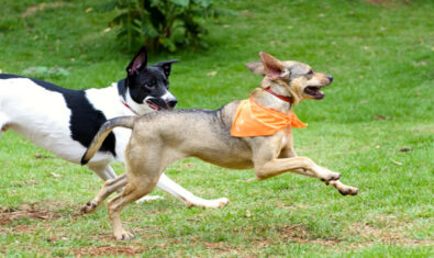 【2024年版】松戸市で人気のおすすめドッグラン5選!日本最大級のドッグランもご紹介!