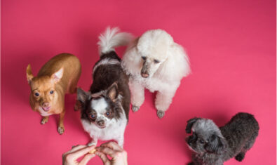 どこの犬カフェに行く?犬と触れ合えるカフェ【埼玉編】おすすめ12選をお届けします!