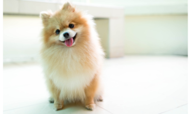 仙台でわんちゃんと美味しいごはんに癒されよう!犬と触れ合えるカフェ【仙台編】おすすめ14選!