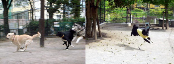 【新宿区】落合公園 犬の広場