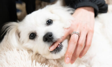 犬の噛み癖は直せる！噛む理由や対処法を分かりやすく解説します！