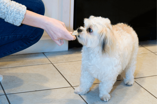 愛犬にブロッコリーを与えても大丈夫？