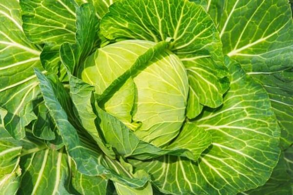 犬にキャベツを与えても問題ない?