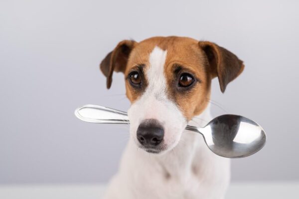 犬に与えるキャベツの適切な量