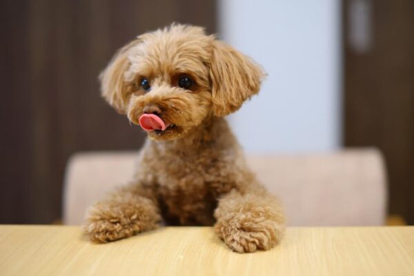 キャベツを与えるときの注意点やポイント