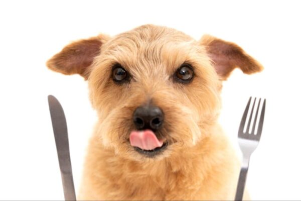 犬が消化しやすい食べ物とは?