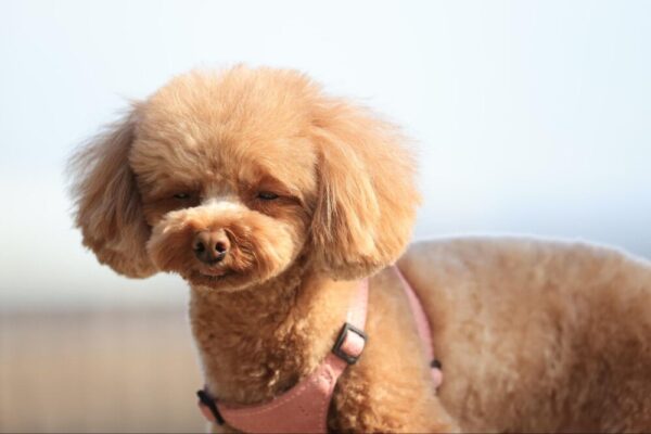 タンパク質が不足した場合に見られる症状