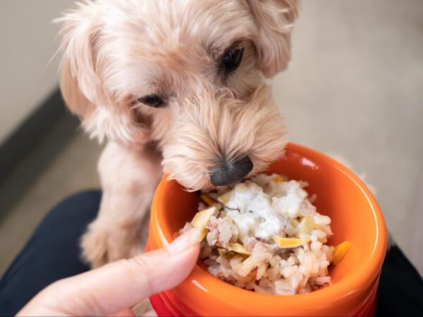 犬のご飯を手作りするときの注意点とは?
