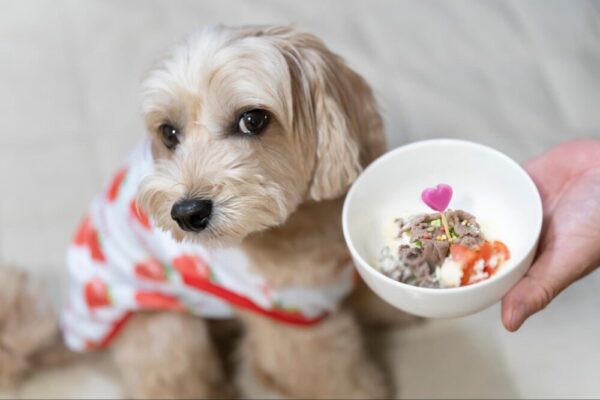 犬に必要なタンパク質を意識した手作りごはんは正直難しい