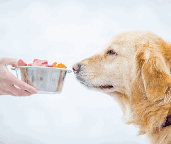 ドッグフードに野菜をトッピングするメリットとは？