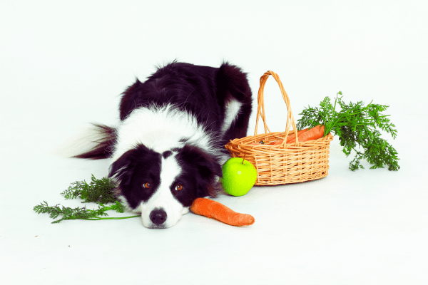 犬のライフステージ別おすすめ野菜