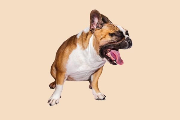 老犬が未消化物を吐き出す主な原因