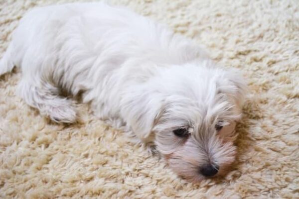 老犬の嘔吐の原因は必ずしも病気ではない!