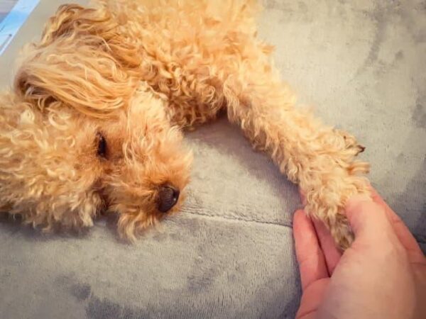 てんかん発作の症状