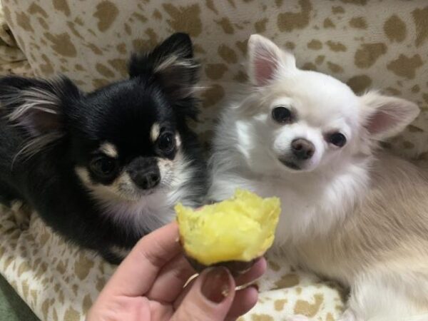 犬がさつまいもが好きな理由って？