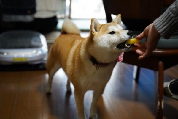 犬はさつまいもを食べても問題ないの？