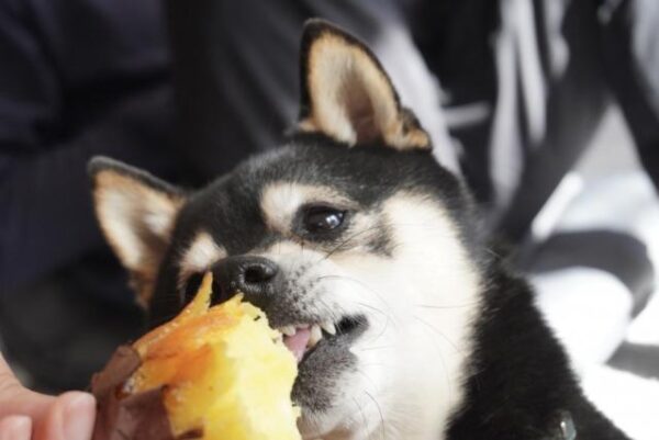 さつまいもはダイエットに向いている？