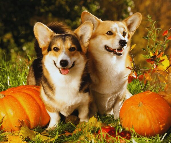 犬にかぼちゃを与えても問題ない？