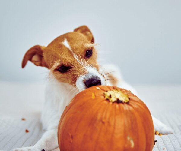 犬にかぼちゃを与える際の注意点