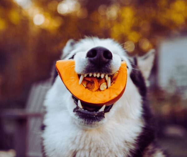 犬にかぼちゃを与えるメリット