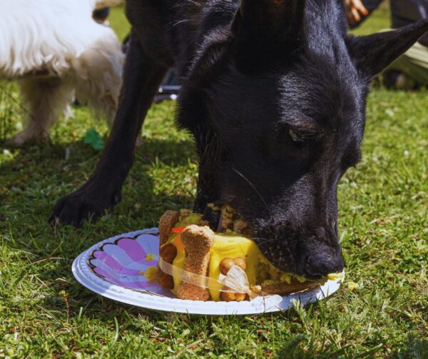 かぼちゃは犬のおやつとして活用しよう！