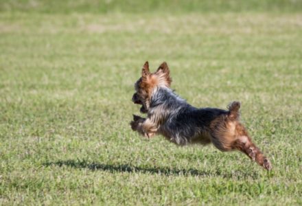 芝生で走る犬