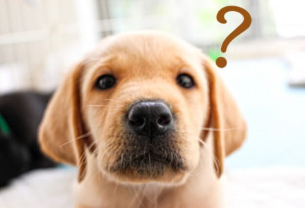 犬の健康診断の頻度は？