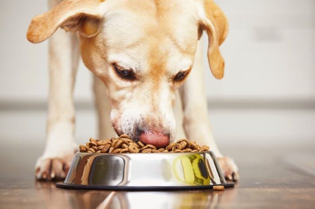 愛犬が腎臓病になってしまった場合の食事療法